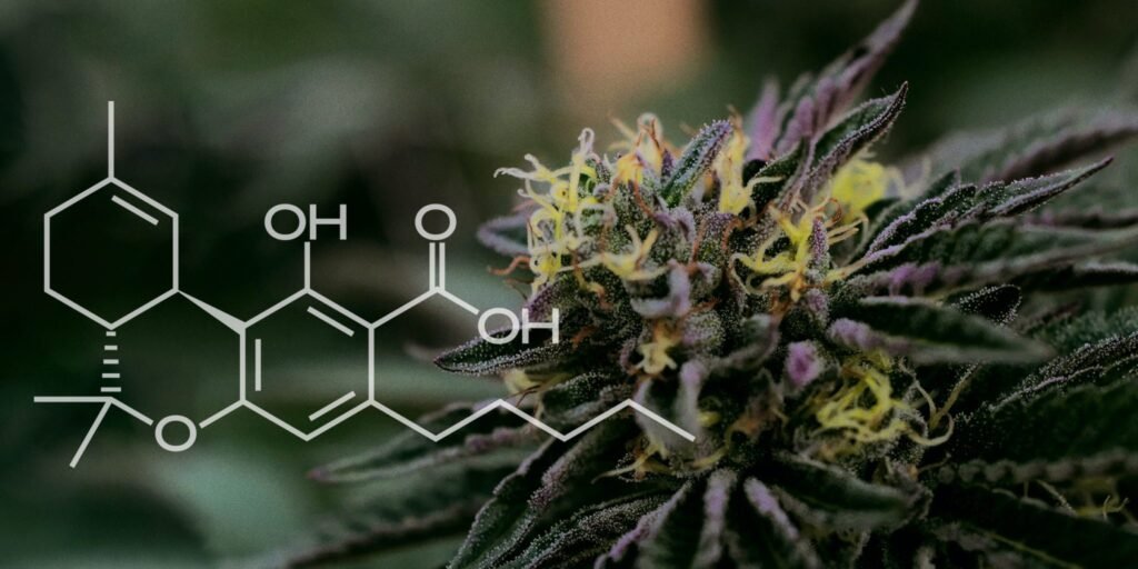 THC-V Vs THC-P