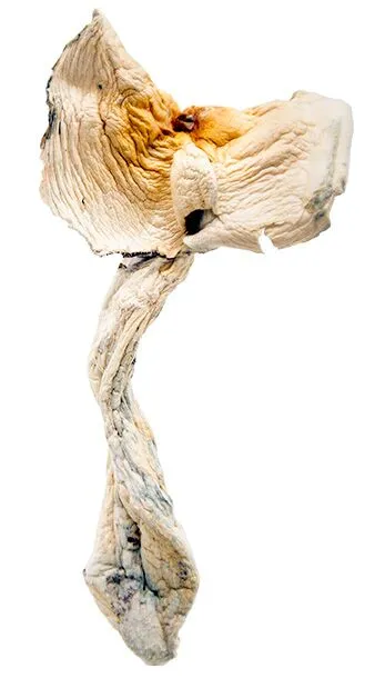 $55-$65 1/2 Ounce Magic Mushroom Specials