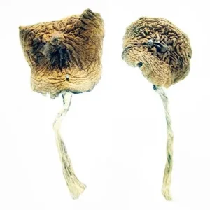 African Transkei Magic Mushrooms