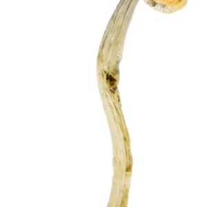 Amazonian Strain Magic Mushrooms