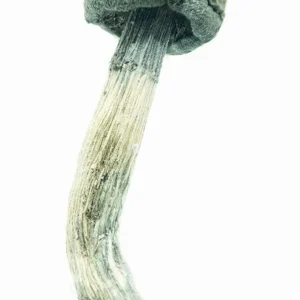 Blue Meanies Magic Mushrooms