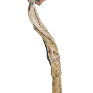 Daddy Long Legs Magic Mushrooms