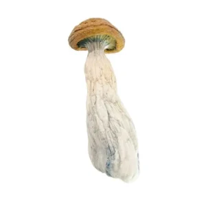 Discover the Gold Member Magic Mushroom: Effects, Dosage & More