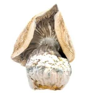 Lucid Gates Magic Mushrooms