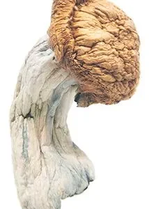 Penis Envy Magic Mushrooms