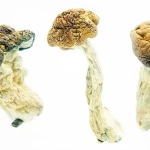 Texas Penis Envy Magic Mushrooms